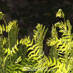 Location: my garden, Gent, Belgium
Date: 2011-05-03
Unfolding fronds backlit by morning sun..