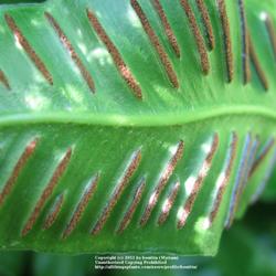 Location: my garden, Gent, Belgium
Date: 2007-07-17
Spore capsules on backside of mature leaf..