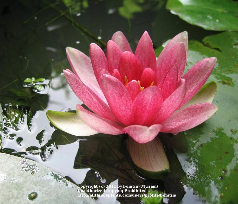 Photo of Hardy Water Lily (Nymphaea 'Attraction') uploaded by bonitin
