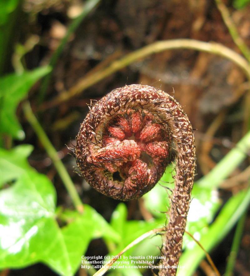 Photo of Autumn Shield Fern (Dryopteris erythrosora) uploaded by bonitin