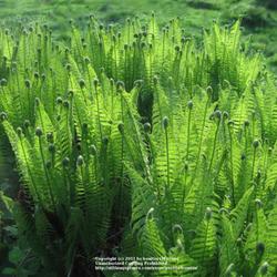 Location: my brothers garden, Vichte, Belgium
Date: 29th April 2006
Freshly unfolding fronds, in setting sunlight..
