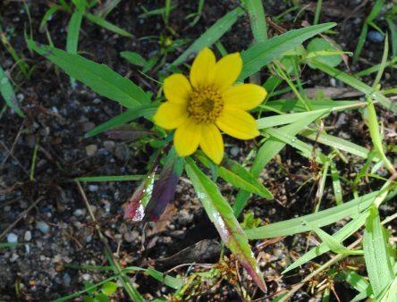 Photo of Smooth Bidens (Bidens laevis) uploaded by chelle