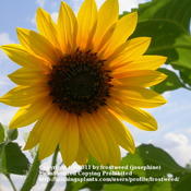 Common Sunflower against the Texas sky.
