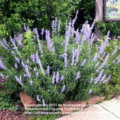Mealy Blue sage is a magnet for bees and butterflies.