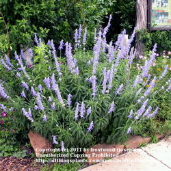 Location: Molly Hollar Wildscape Arlinton, Texas.
Date: Spring 2010
Mealy Blue sage is a magnet for bees and butterflies.