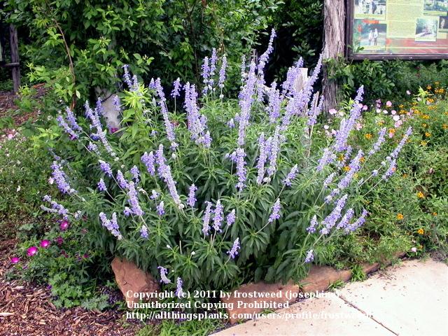 Photo of Mealycup Sage (Salvia farinacea) uploaded by frostweed