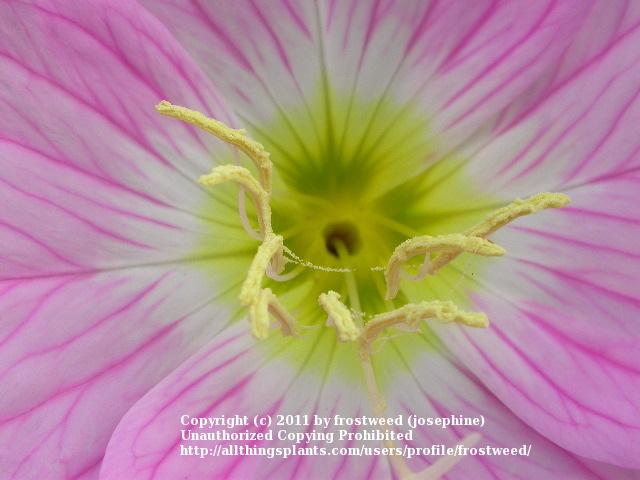 Photo of Showy Pink Evening Primrose (Oenothera speciosa 'Rosea') uploaded by frostweed