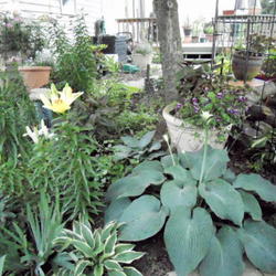 Location: Shade Garden Pittsford NY
Date: 2011-06-29