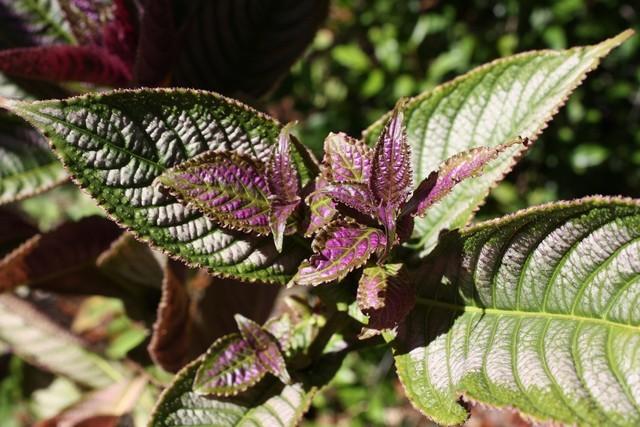 Photo of Persian Shield (Strobilanthes auriculatus var. dyeriana) uploaded by gingin