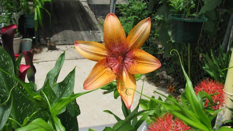 Photo of Lily (Lilium 'Plum Peach') uploaded by jmorth