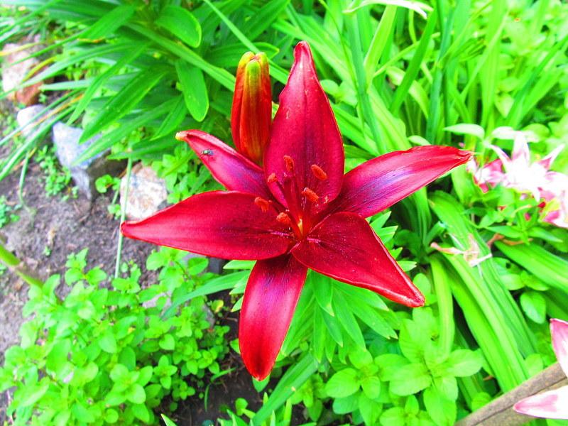 Photo of Lily (Lilium 'Black Out') uploaded by jmorth