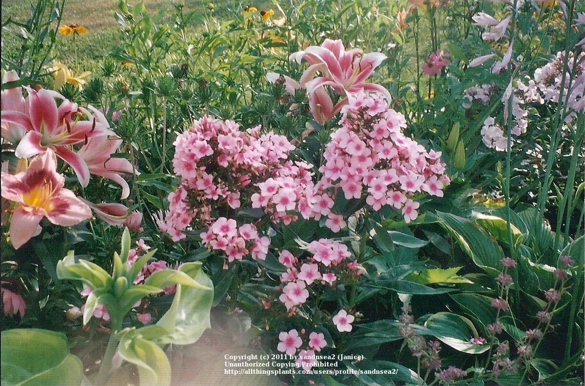 Photo of Garden Phlox (Phlox paniculata 'Bright Eyes') uploaded by sandnsea2