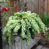 Burro's tail in a hanging container
