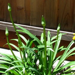 Location: At our garden - Tracy, CA
Date: 2011-05-26
Dwarf agapanthus getting ready to bloom