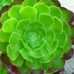 Location: At our garden - Tracy, CA
Date: 2011-06-07
Changing colors of the aeonium arboreum