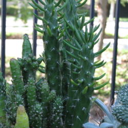 Location: In our garden - Tracy, CA
Date: 2011-10-15
Eve's Pin or Eve's Needle Cactus