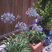 A showy display of the the Dwarf Agapanthus