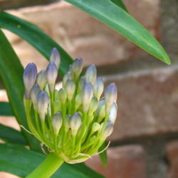 Location: At our garden - Tracy, CA
Date: 2011-06-09
Just about ready to bloom - Dwarf Agapanthus