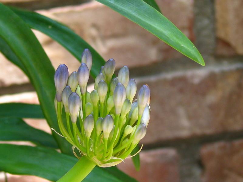 Photo of Dwarf Blue Lily of the Nile (Agapanthus 'Peter Pan Blue') uploaded by tarev