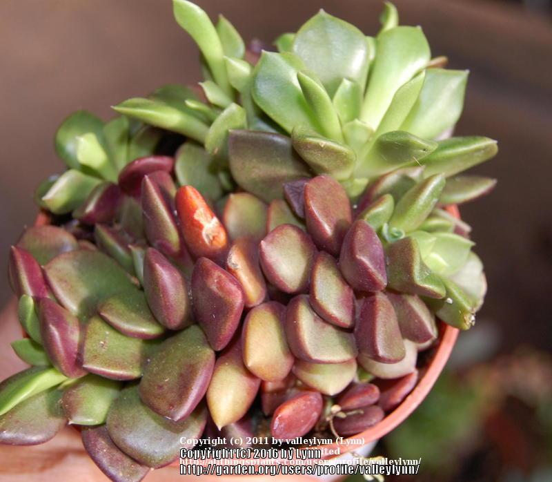 Photo of Sand Rose (Anacampseros rufescens) uploaded by valleylynn