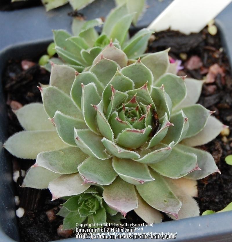 Photo of Hen and Chicks (Sempervivum 'Frost and Flame') uploaded by valleylynn