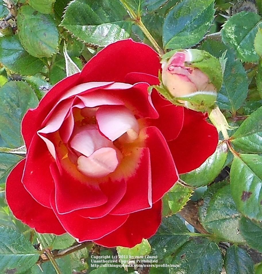 Photo of Rose (Rosa 'Teeny Bopper') uploaded by zuzu