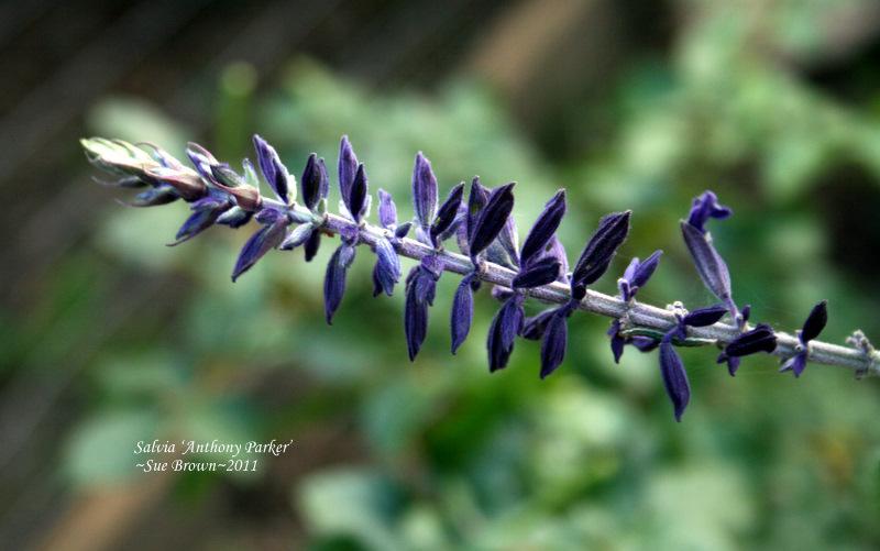 Photo of Sage (Salvia 'Anthony Parker') uploaded by Calif_Sue