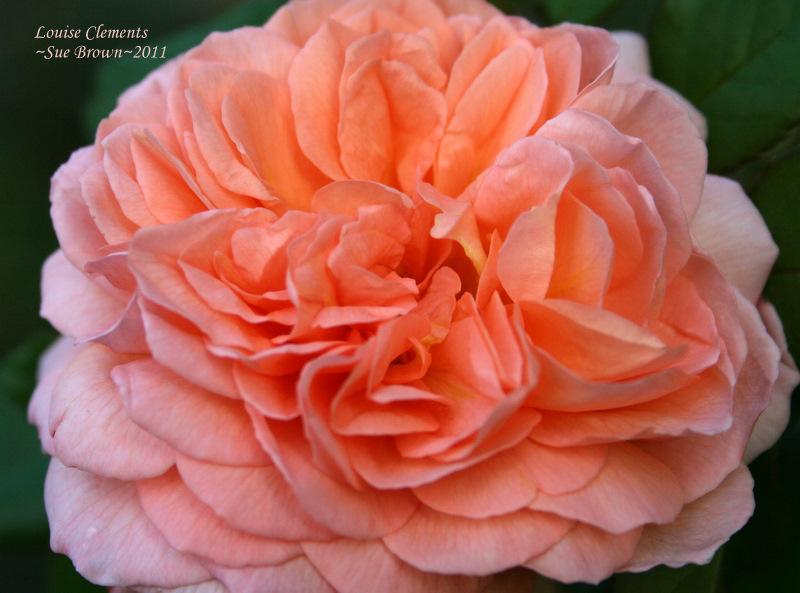 Photo of Rose (Rosa 'Louise Clements') uploaded by Calif_Sue