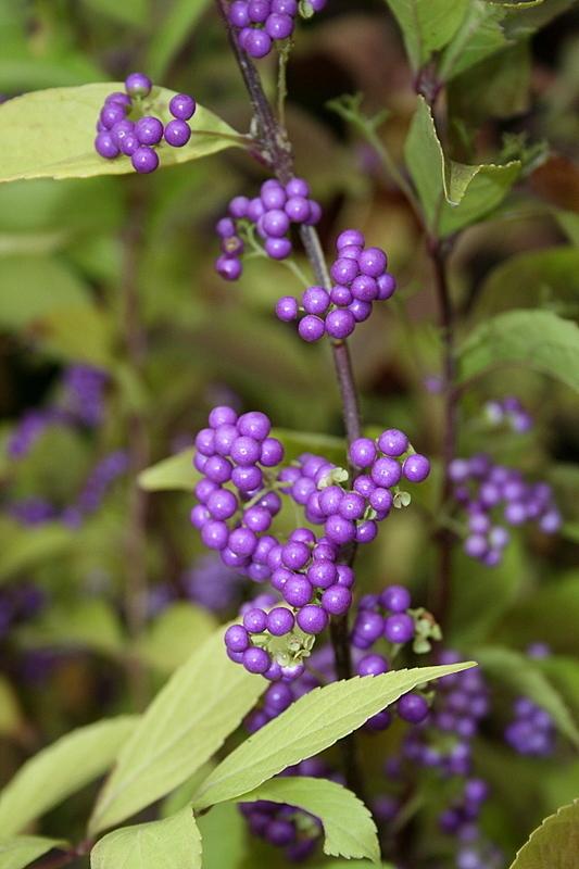 Photo of Beautyberry (Callicarpa dichotoma) uploaded by Calif_Sue