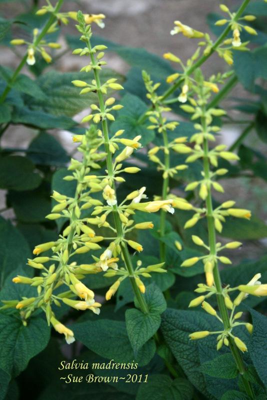 Photo of Forsythia Sage (Salvia madrensis) uploaded by Calif_Sue
