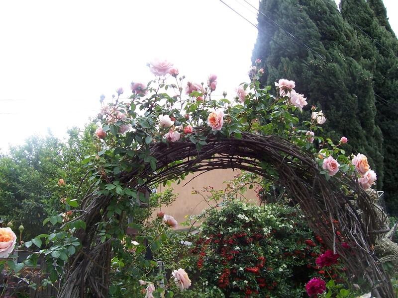 Photo of Rose (Rosa 'Colette') uploaded by Calsurf73