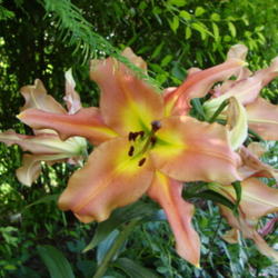 Location: Pleasant Grove, Utah
Date: 2009-07-12
In a friends garden