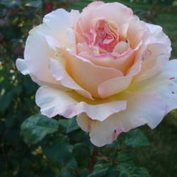 Location: Pleasant Grove, Utah
Date: 2011-10-16
Fall Bloom