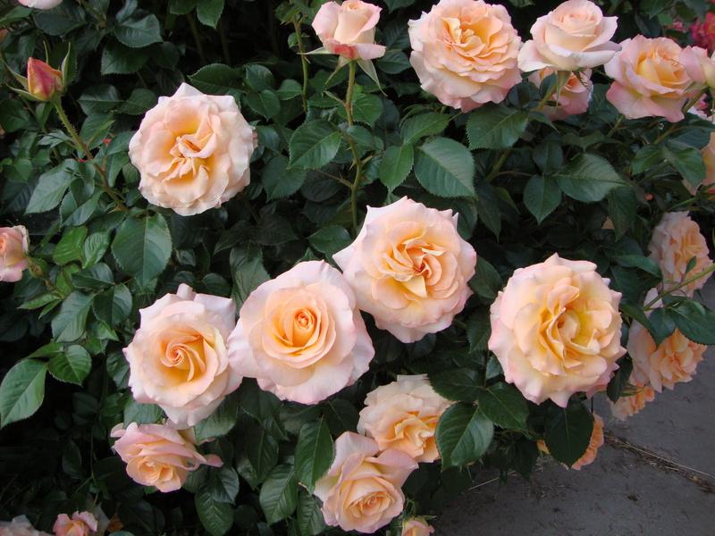 Photo of Rose (Rosa 'Day Breaker') uploaded by Paul2032
