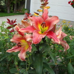 Location: Pleasant Grove, Utah
Date: 2009-07-12
In a friends garden