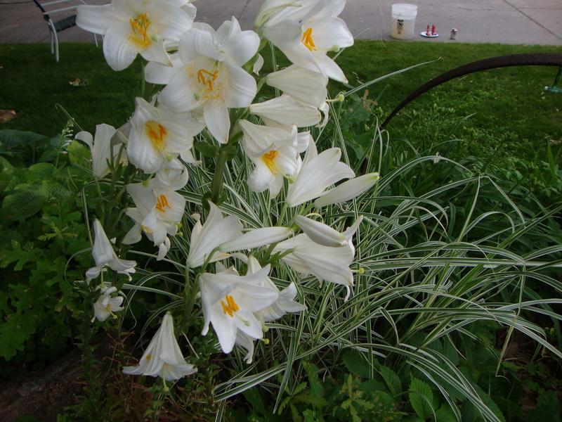 Photo of Lily (Lilium candidum) uploaded by Paul2032