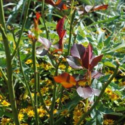 Location: My Northeastern Indiana Gardens - Zone 5
Date: 2011-10-16
Upper two-thirds of this plant nearly thorn-free. This makes for 