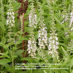 Location: Molly Hollar Wildscape Arlinton, Texas.
Date: Spring 2010
This is a very vigorous plant, good for ground cover.