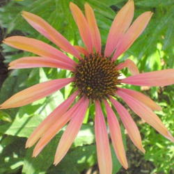 Location: Sun garden Pittsford NY
Date: 2009-07-06
I am not thrilled with these flowers. Sundown opens well with pal