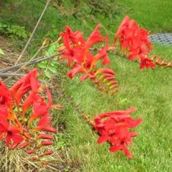 Location: Sun garden Pittsford NY
Date: 2009-07-31
Spectacular color is very intense.This plant is 4 feet tall here.