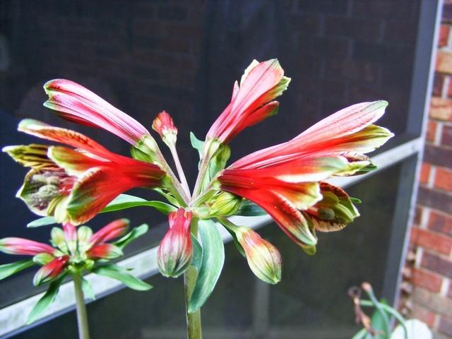 Photo of Peruvian Lily (Alstroemeria psittacina) uploaded by gingin