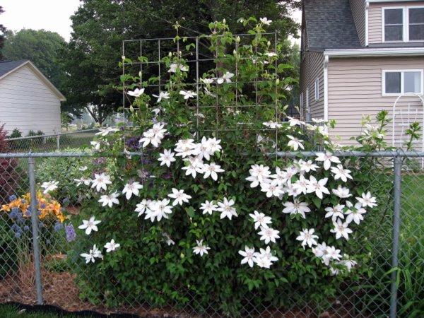 Photo of Clematis 'Henryi' uploaded by goldfinch4