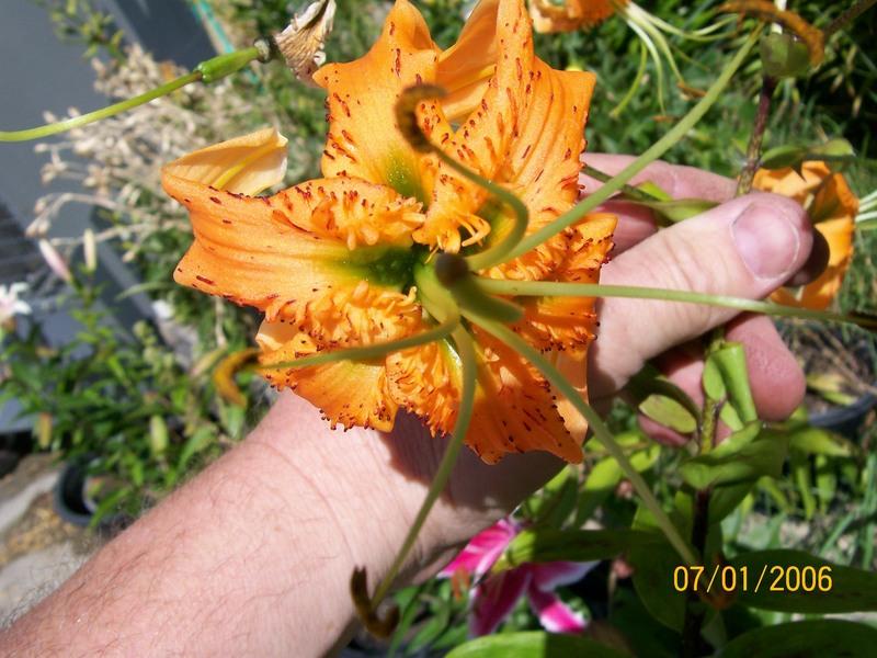 Photo of Henry's Lily (Lilium henryi) uploaded by gwhizz