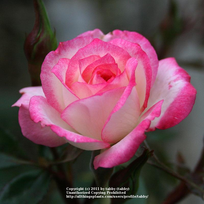 Photo of Rose (Rosa 'Magic Carrousel') uploaded by tabby