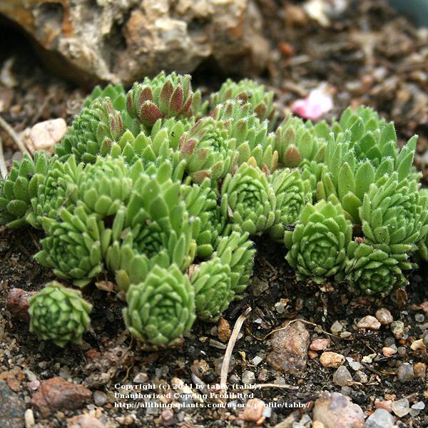 Photo of Hen and Chicks (Sempervivum montanum subsp. montanum (minimum)) uploaded by tabby