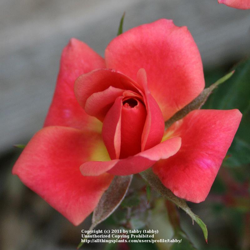 Photo of Rose (Rosa 'Copper Sunset') uploaded by tabby