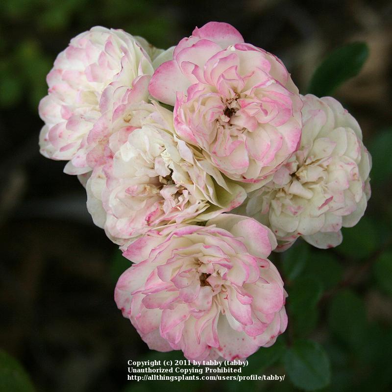Photo of Rose (Rosa 'Green Ice') uploaded by tabby