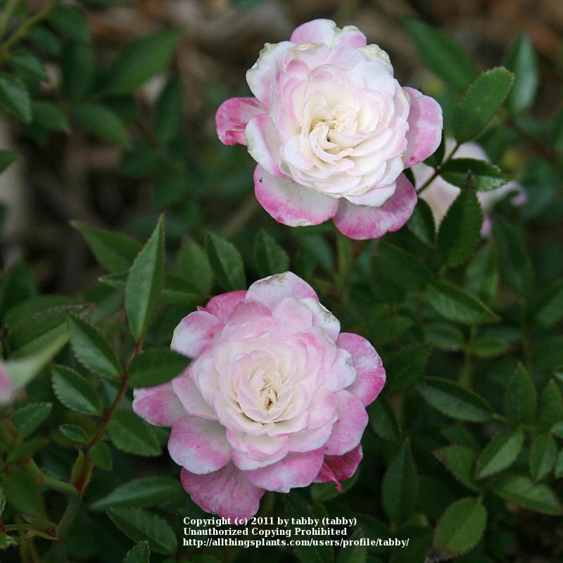 Photo of Rose (Rosa 'Cinderella') uploaded by tabby