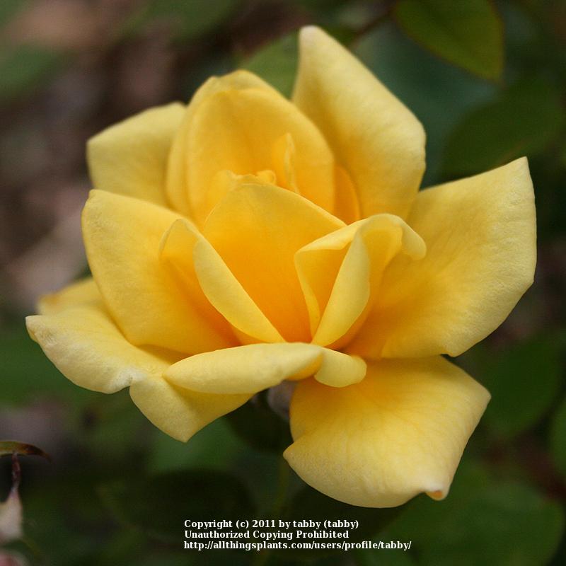 Photo of Rose (Rosa 'Golden Halo') uploaded by tabby