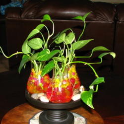 Location: Indoors - Tracy, CA
Date: 2011-06-07
Growing pothos using water gels